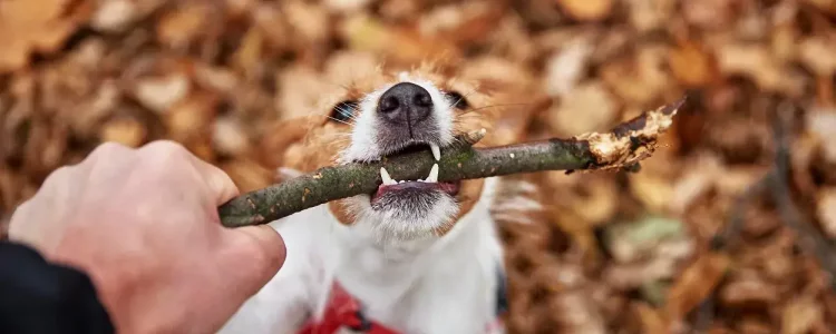 dog-play-with-a-branch-in-autumn-forest-2022-01-24-20-27-19-utc-1